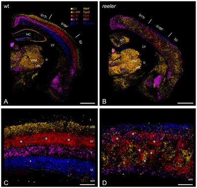 The Functioning of a Cortex without Layers